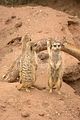 leipzig zoo-01_07_2011_zoo_allgemein_255